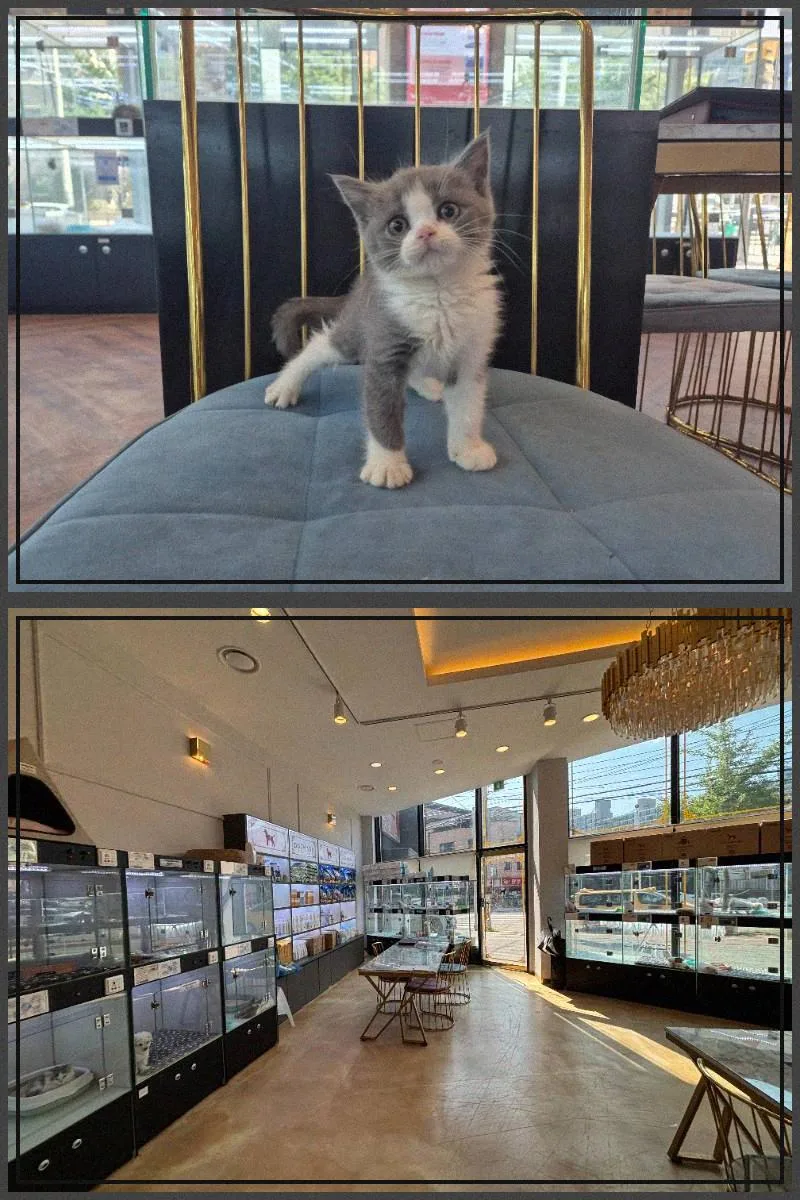 인천 강아지 분양 2026: 건강한 반려견 입양 절차와 필수 체크리스트 2