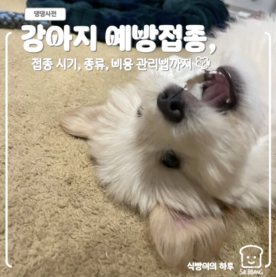 강아지 예방접종 시기 완벽 정리 (2026년 최신 정보) 2