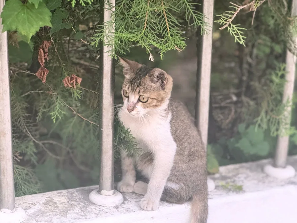고양이 알러지, 함께 살기 어려울 때 대처법 2026년 총정리 2