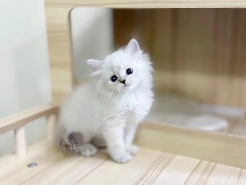 사당 고양이 분양 2026: 건강한 반려묘 맞이하는 3가지 핵심 체크리스트 2