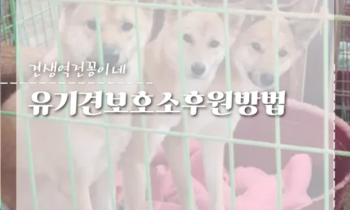강아지 입양 vs 애견 분양 차이점 2026: 책임과 조건 비교