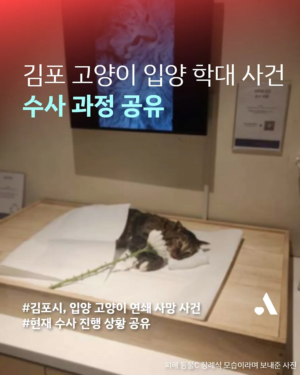 김포 고양이 학대 사건 2026: 정황 증거 수사 과정 상세 분석 — 사회·시사 — wien9364