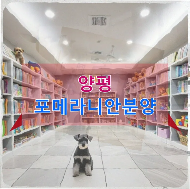양평 포메라니안 분양 준비 2026: 혼자 사는 직장인의 반려견 맞이 완벽 가이드
