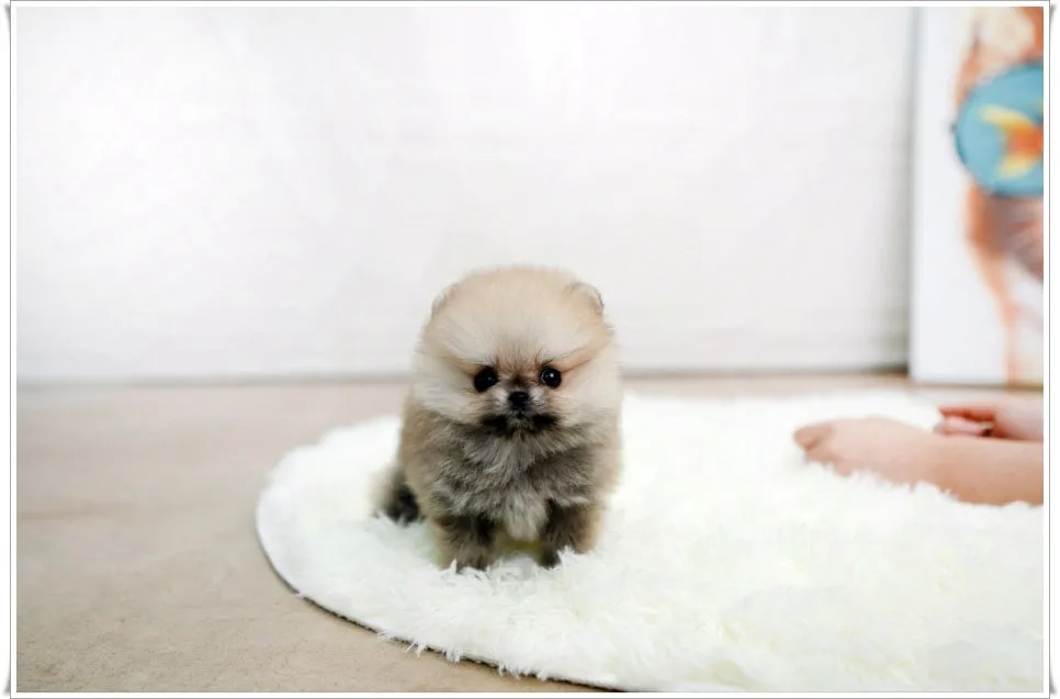 Pomeranian Puppies for Sale in 2026: Your Guide to a Healthy New Family Member 3