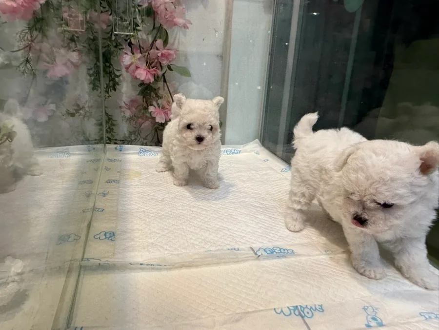 테디비숑 분양 2026: 초소형 강아지 입양 가이드 2