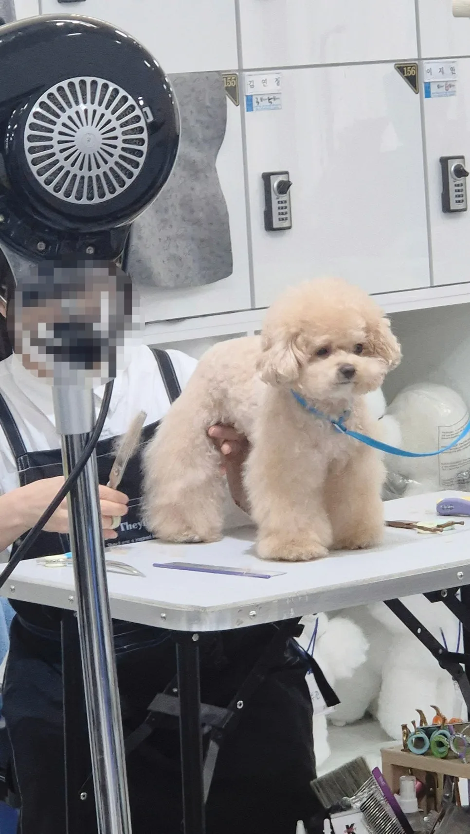 인천 애견미용학원 주말반, 직장인 자격증 취득 현실 후기 2026 2
