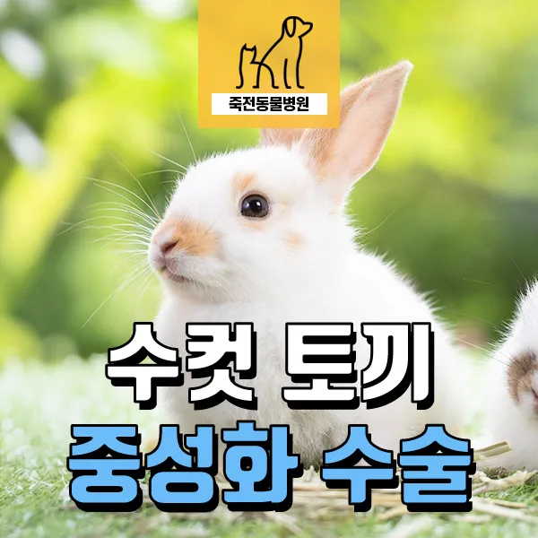 수컷 토끼 중성화 이유와 피내봉합법 2026년 완벽 가이드 — 반려동물 — astarose
