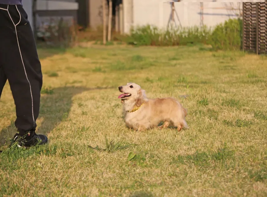 카니헨 닥스훈트 2026년 분양: 건강한 소형견 찾는 법 3