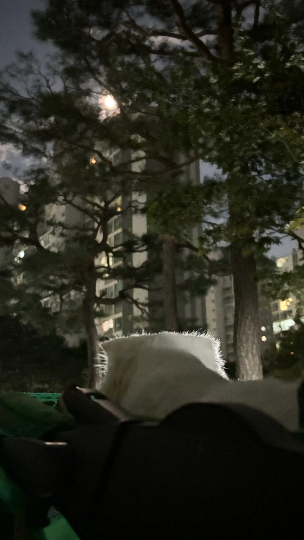 추석 슈퍼문 달맞이: 고양이와 함께한 특별한 밤 2026 3