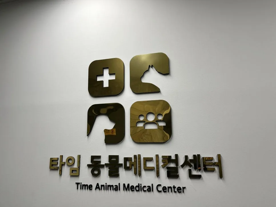 고양이 구내염 초기 증상, 대전 줄기세포 치료 후기 2026 2