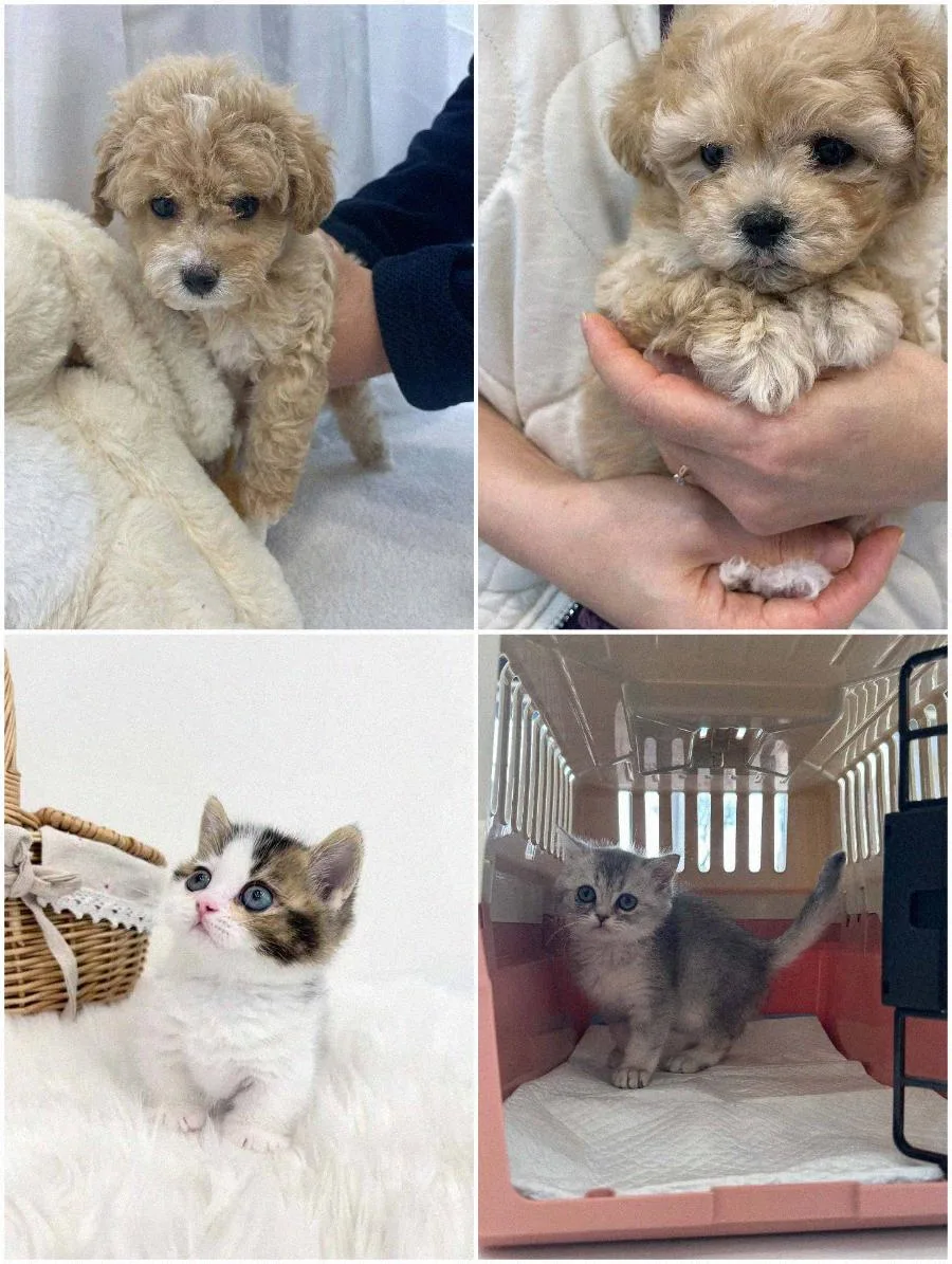 수원 강아지 분양 2026: 건강한 반려견 찾는 전문가 가이드 2