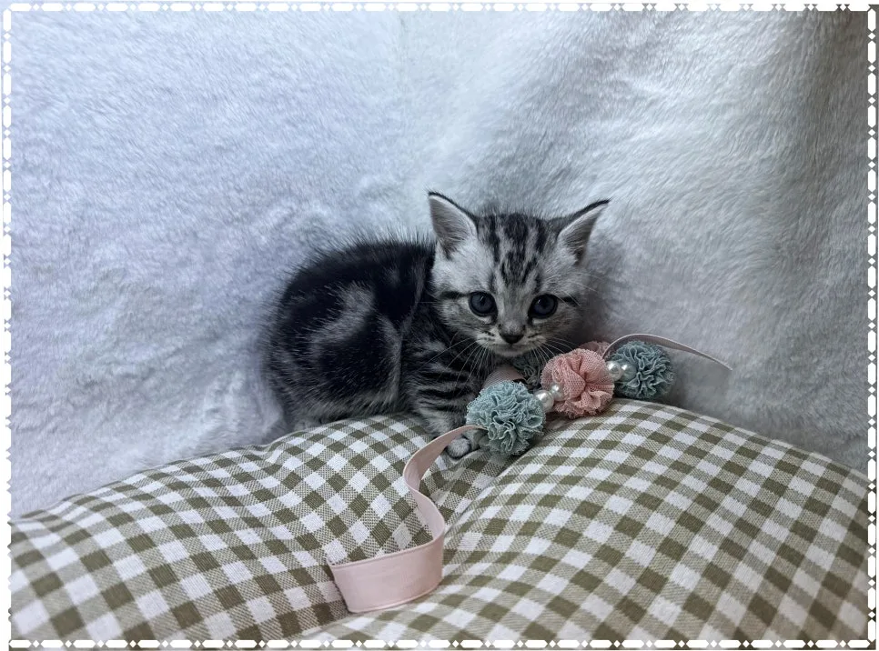 고양이 분양가 2026년 결정 요인 총정리: 평균 가격과 선택 기준 2