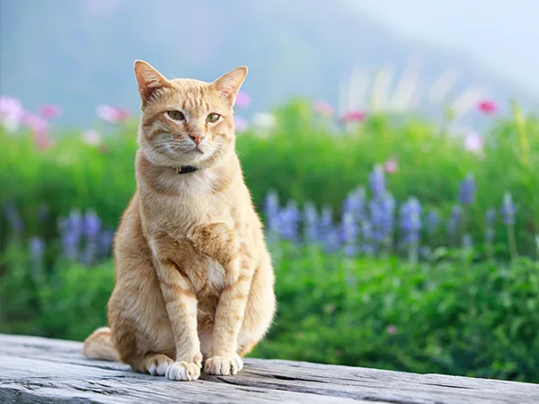 고양이 치아흡수병변, 통증 잡는 치료법 2026년 총정리 2