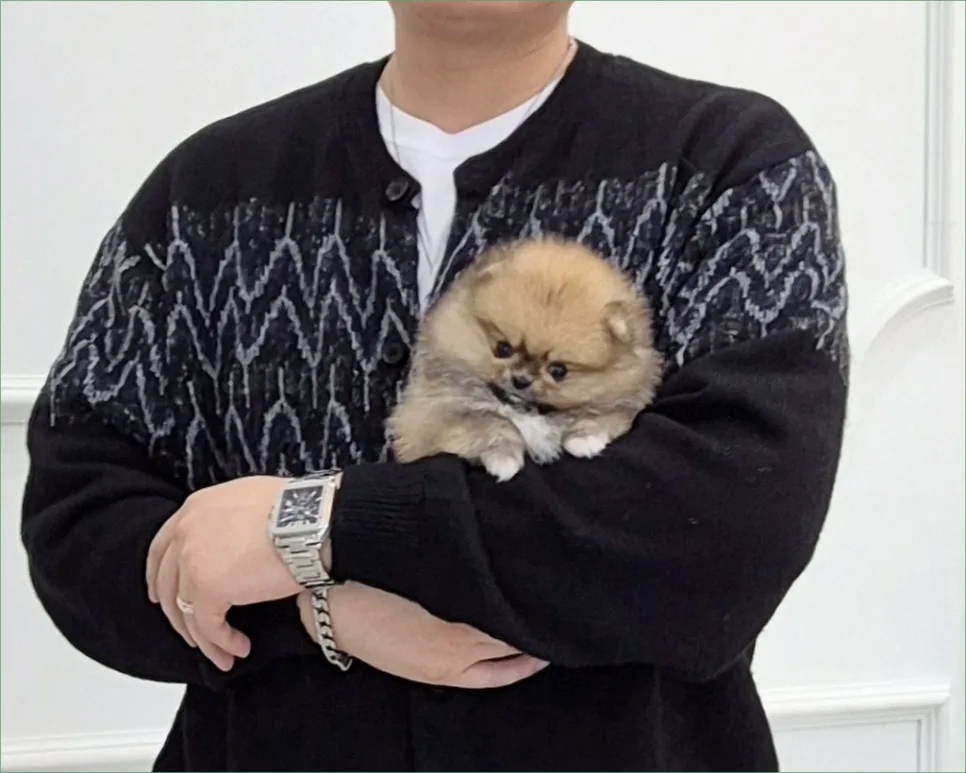 천안 강아지 분양, 건강 확인 및 올바른 입양 후 관리 2026 2