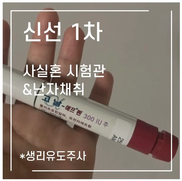 신선 1차 시험관 시술 과정 및 비용 2026: 사실혼 부부 경험 정리 — 비즈니스·경제 — 1991kate 1