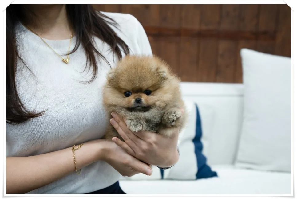 Pomeranian Puppies for Sale 2026: Your US Guide 3