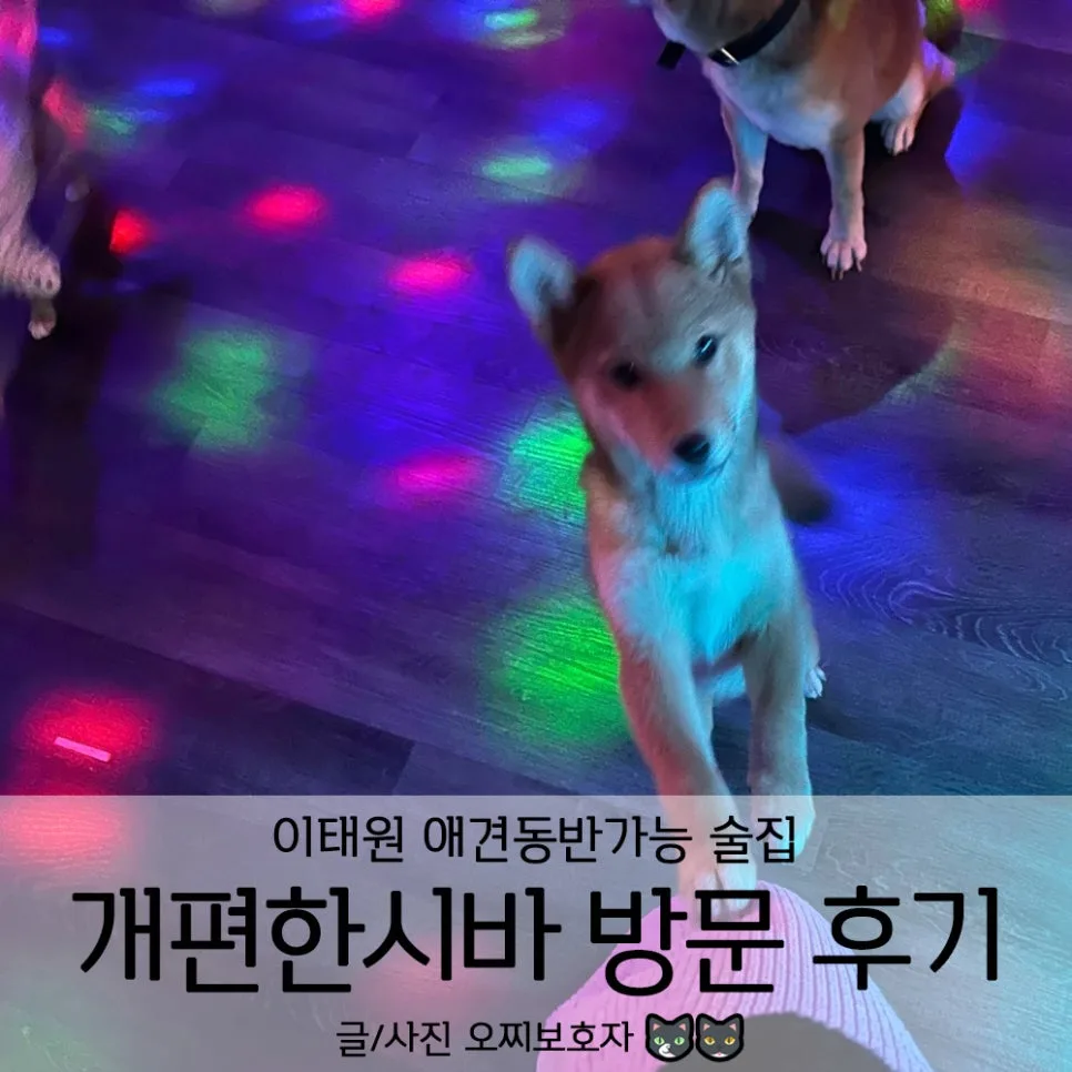 이태원 애견동반 술집 '개편한시바' 방문 후기 (2026년 최신 정보)