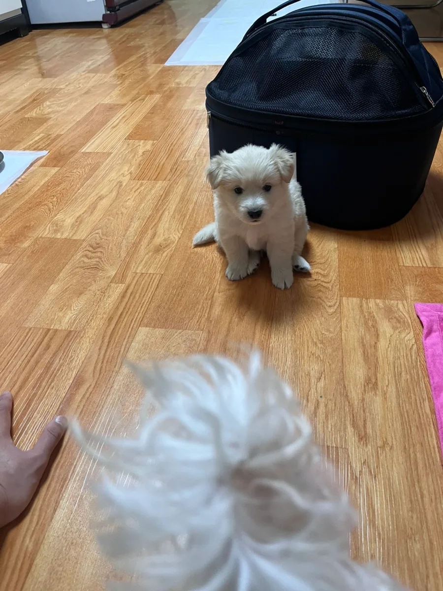 첫 반려견 입양 2026: 고양이 집사의 솔직 후기
