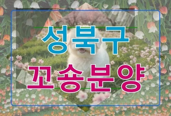성북구 꼬숑분양 2026: 성공적인 선택을 위한 실전 가이드 — 일상·에세이 — arrow2226