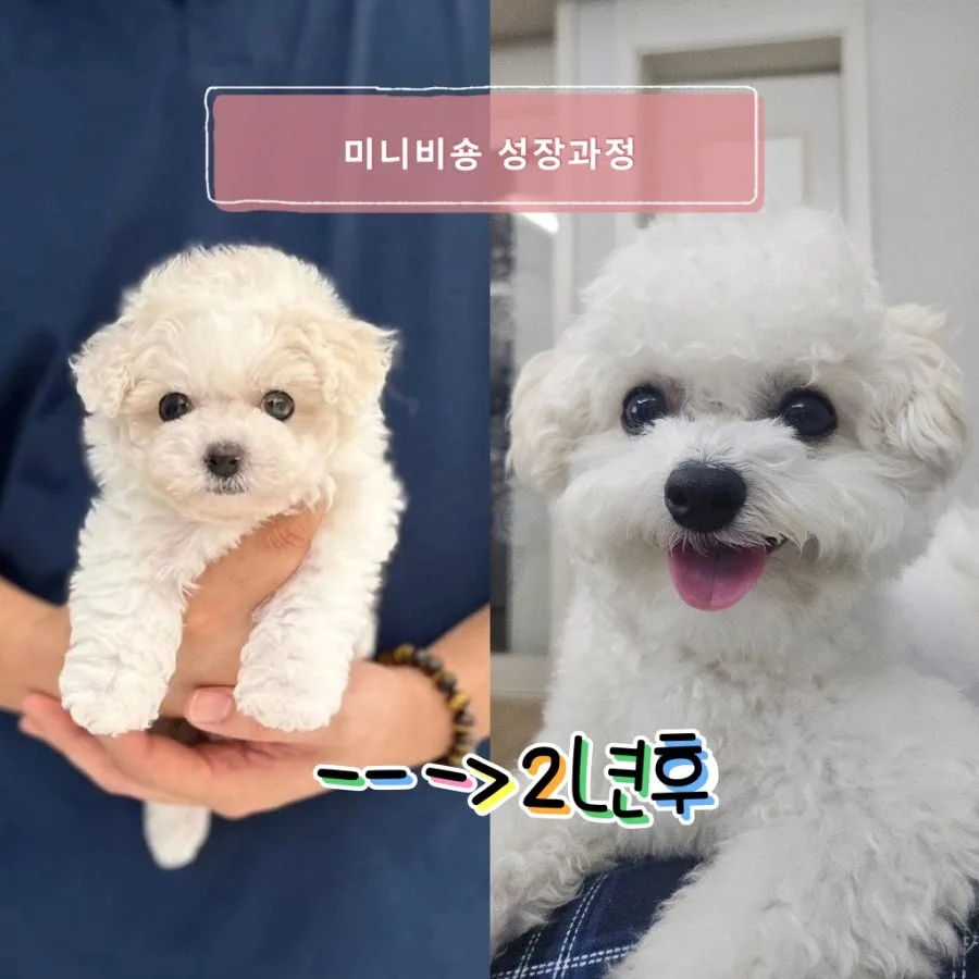 미니비숑 현실 육아 비용, 성격, 분양 총정리 (2026년)
