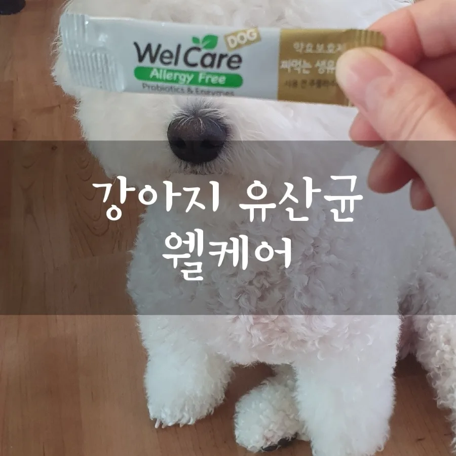 강아지 유산균 웰케어, 동물병원 추천템 2026년 후기 — 반려동물 — designerhsb