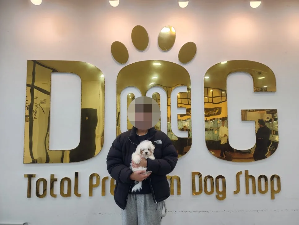 미니비숑 분양 2026: 눈물 관리와 짧은 다리, 건강한 성장 이야기 2