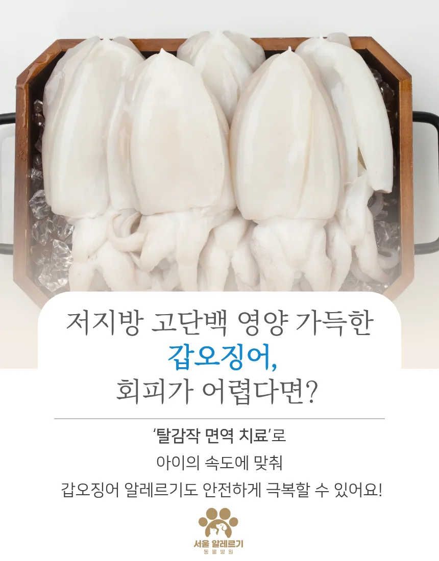 반려동물 갑오징어 급여, 알레르기 위험과 주의점 2026년 총정리 2