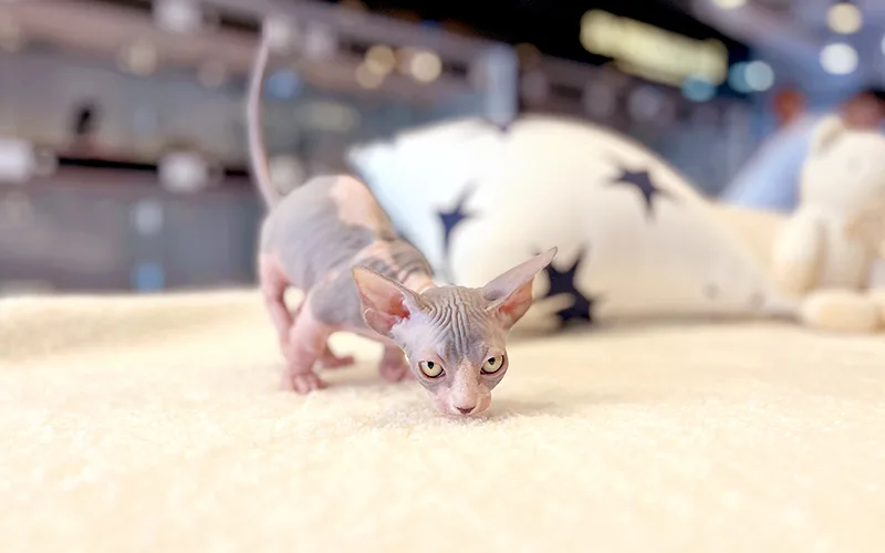 2026년 고양이 분양, 독산/철산/하안/소하동 최적 조건 찾기 2