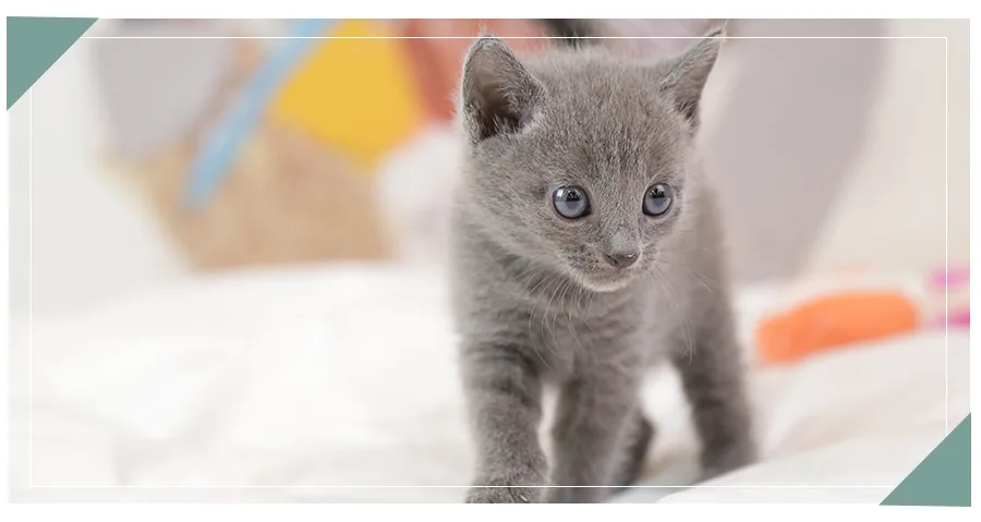 2026년 고양이 분양가 총정리: 199,000원으로 가능한 품종은? 2