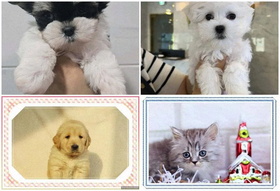 수원 강아지 분양 2026: 건강한 반려견 맞이 가이드 3
