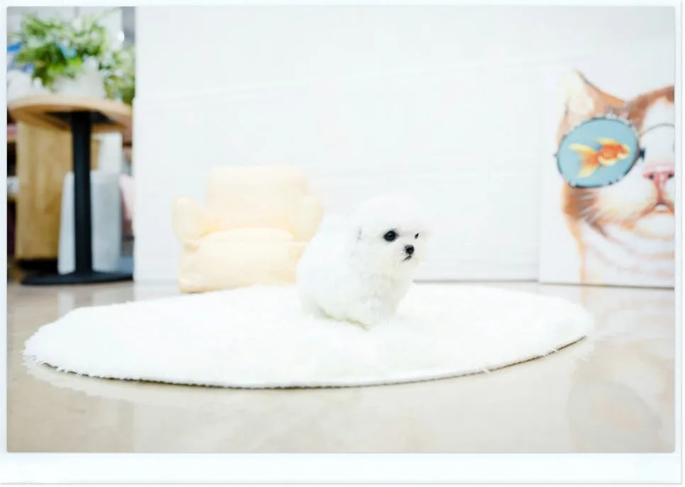 Bichon Frise Puppies for Sale in Yangcheon-gu 2026 Guide 3