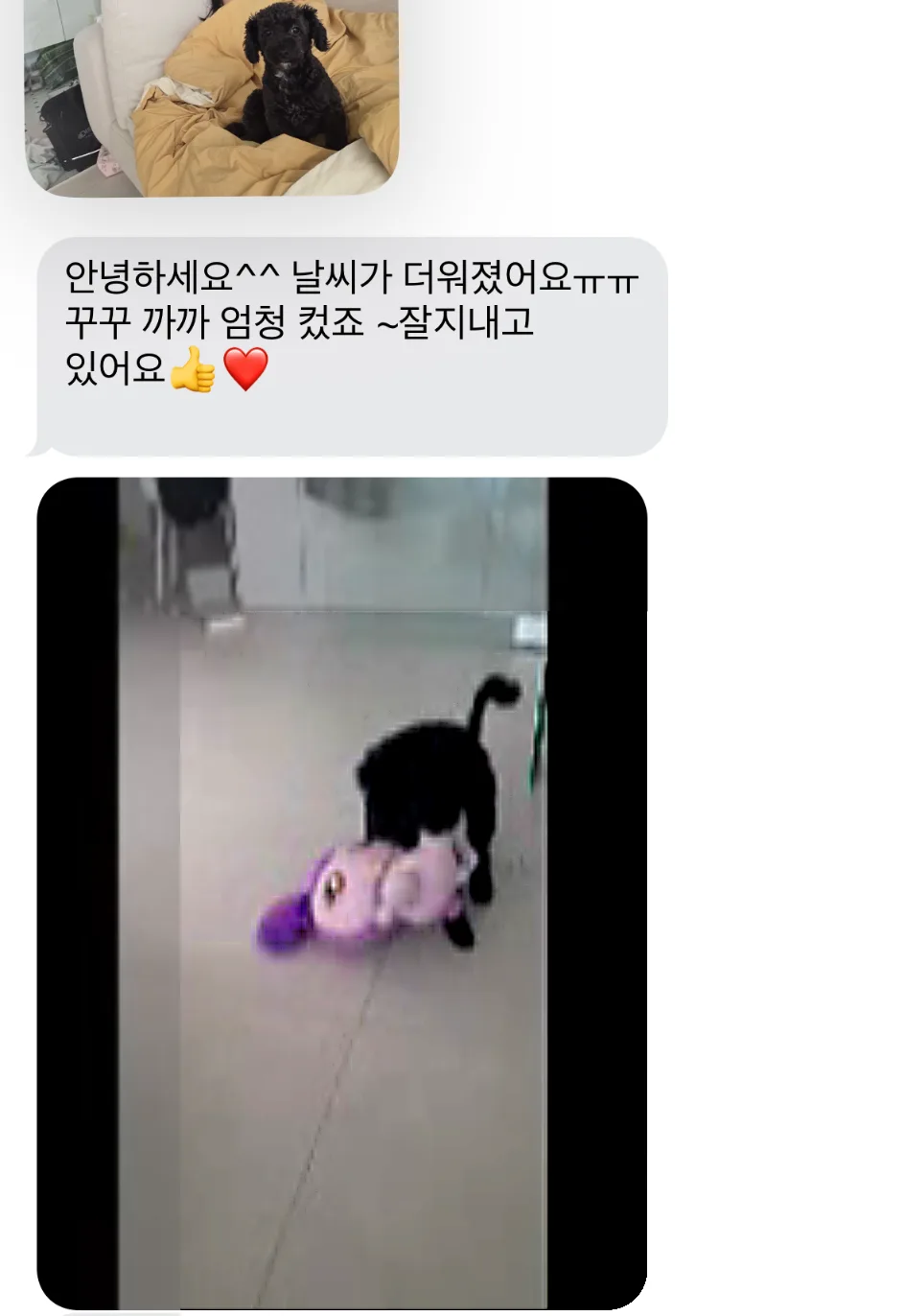 광명 강아지 입양 2026: 성공적인 가족 찾기 가이드 2