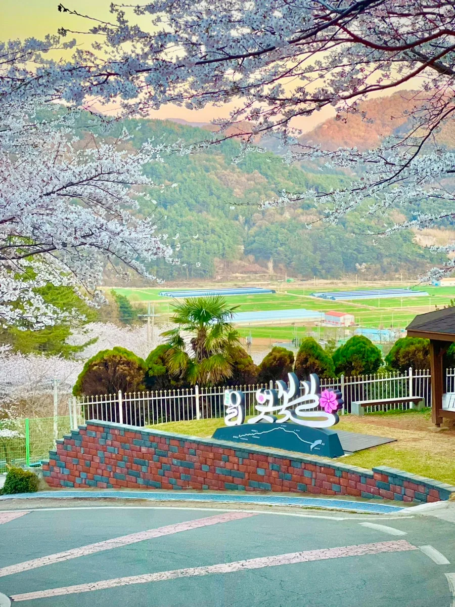 고성 십리벚꽃길 2026: 벚꽃 터널 드라이브 명소 총정리 2