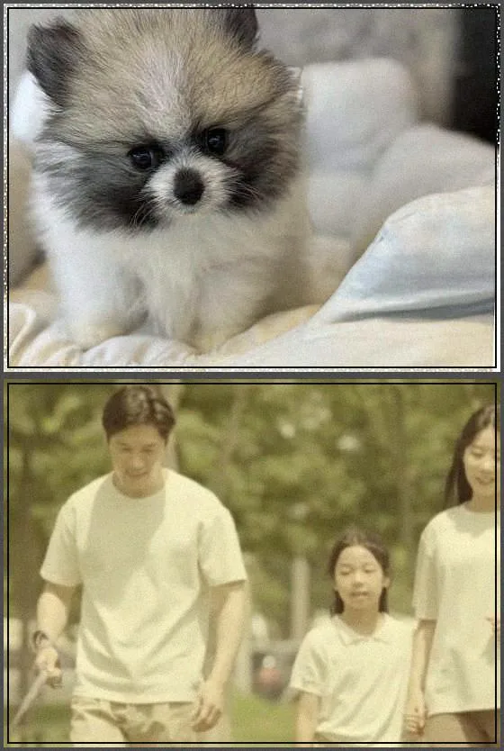 서울 강아지 분양, 2026년 우리 집 새 가족 찾는 완벽 가이드 2