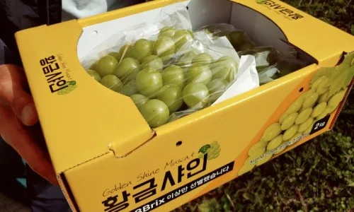 KB손해보험 암보험, 유병자도 간편 가입 2026년 총정리 2