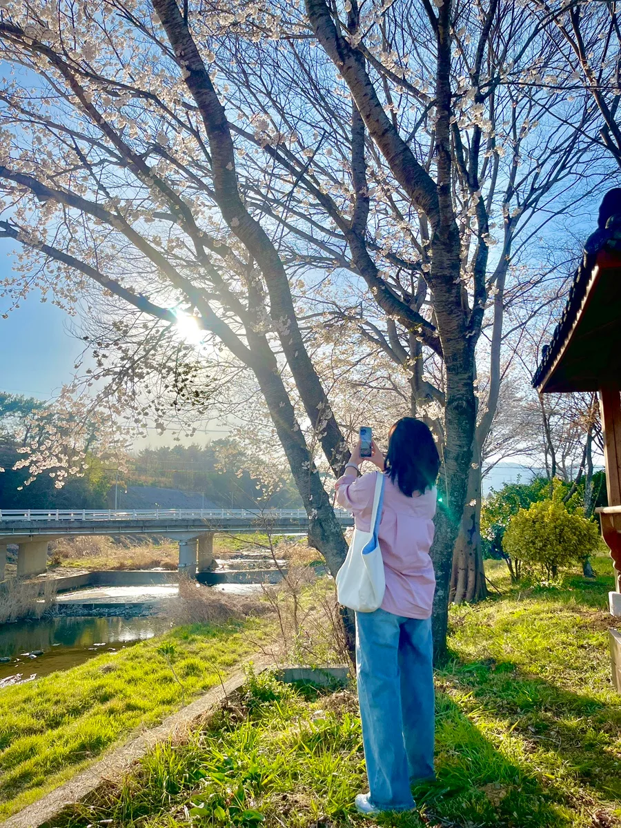 경남 고성 대평마을 벚꽃 명소 2026: 드라이브 코스 총정리 — 한국여행 — storypeechup
