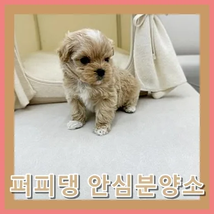 아산 말티푸 분양 2026: 전문가 경험담 기반 입양 노하우