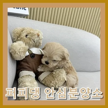 아산 말티푸 분양 2026: 전문가 경험담 기반 입양 노하우 2