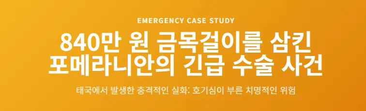 840만 원 금목걸이 삼킨 반려견, 긴급 수술 후기 2026