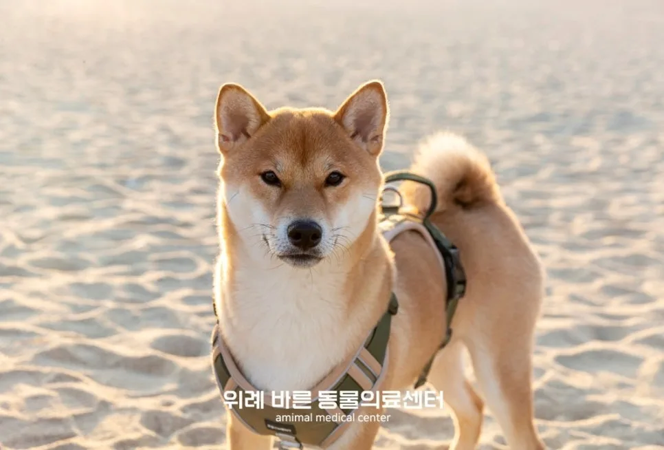 강아지 중성화 수술, 산성역 동물병원에서 알아야 할 모든 것 (2026) 3