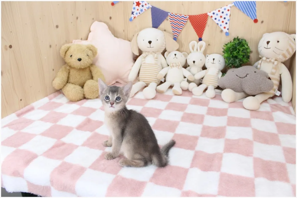 아비시니안 분양가 2026: 건강한 고양이 입양 가이드 2