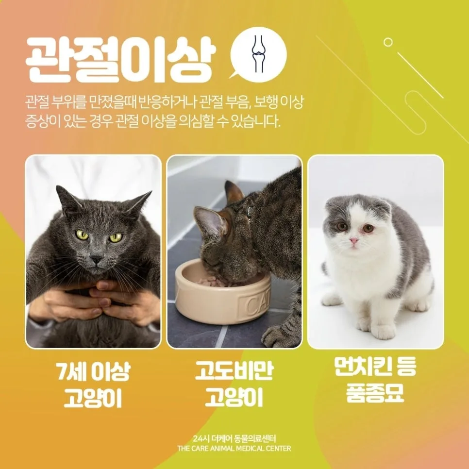 2026년 고양이 다리 경련 원인과 대처법: 병원 가야 할 때? 3