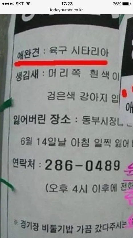 부산 요키 분양 2026: 미니 사이즈 요크셔테리어 '링링' 입양 가이드 2