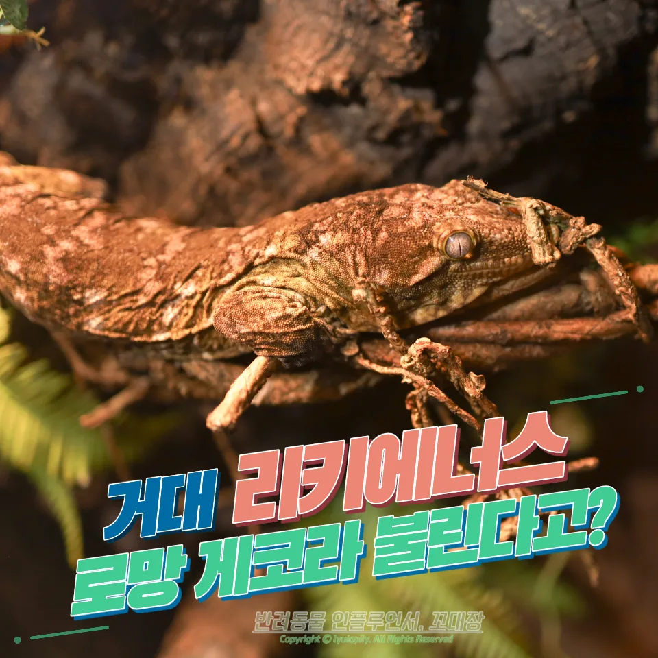 리키에너스 게코 분양 가격 및 사육장 세팅 2026년 총정리