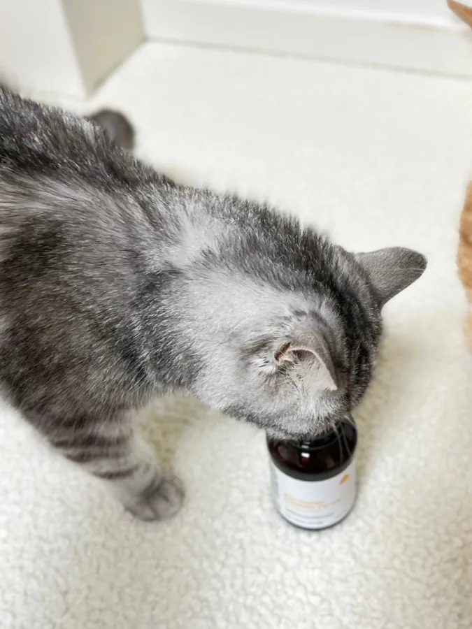 고양이 변비 유산균 2026: 아기 고양이 설사·똥냄새 해결법 총정리 2