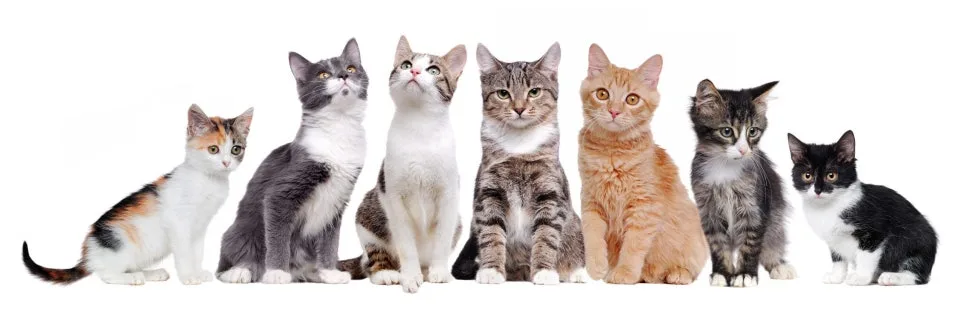 고양이 영어 표현 2026: 'Curiosity killed the cat' 뜻과 활용법 2