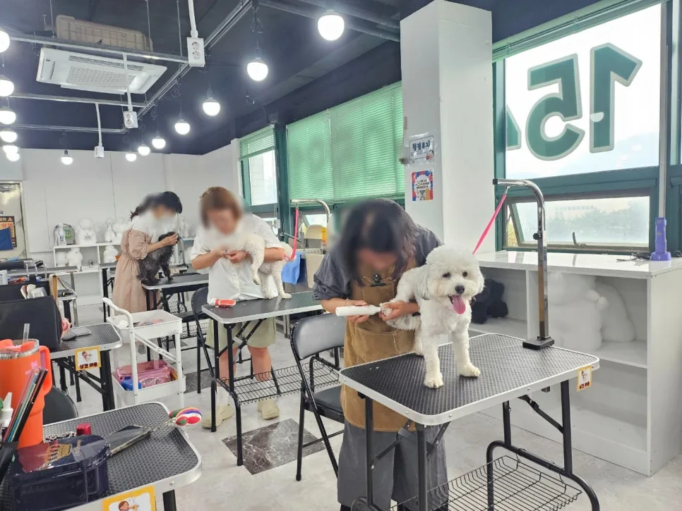 애견미용 장학지원금 2026년 최신 변동 사항 및 신청 방법 총정리 — 교육·학문 — yeppi1207