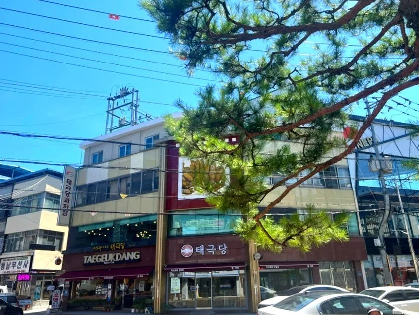 영주 태극당 인절미 카스테라 2026년 맛집 탐방 및 구매 가이드 — K-푸드·맛집 — storypeechup