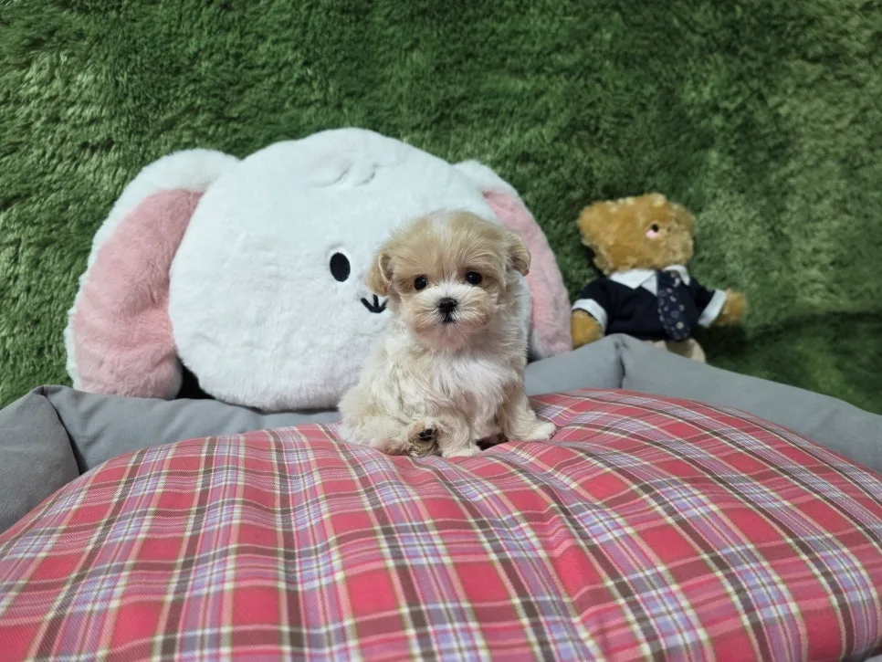순천 강아지 분양 2026: 반려견 등록까지, 초보 견주 경험담 2