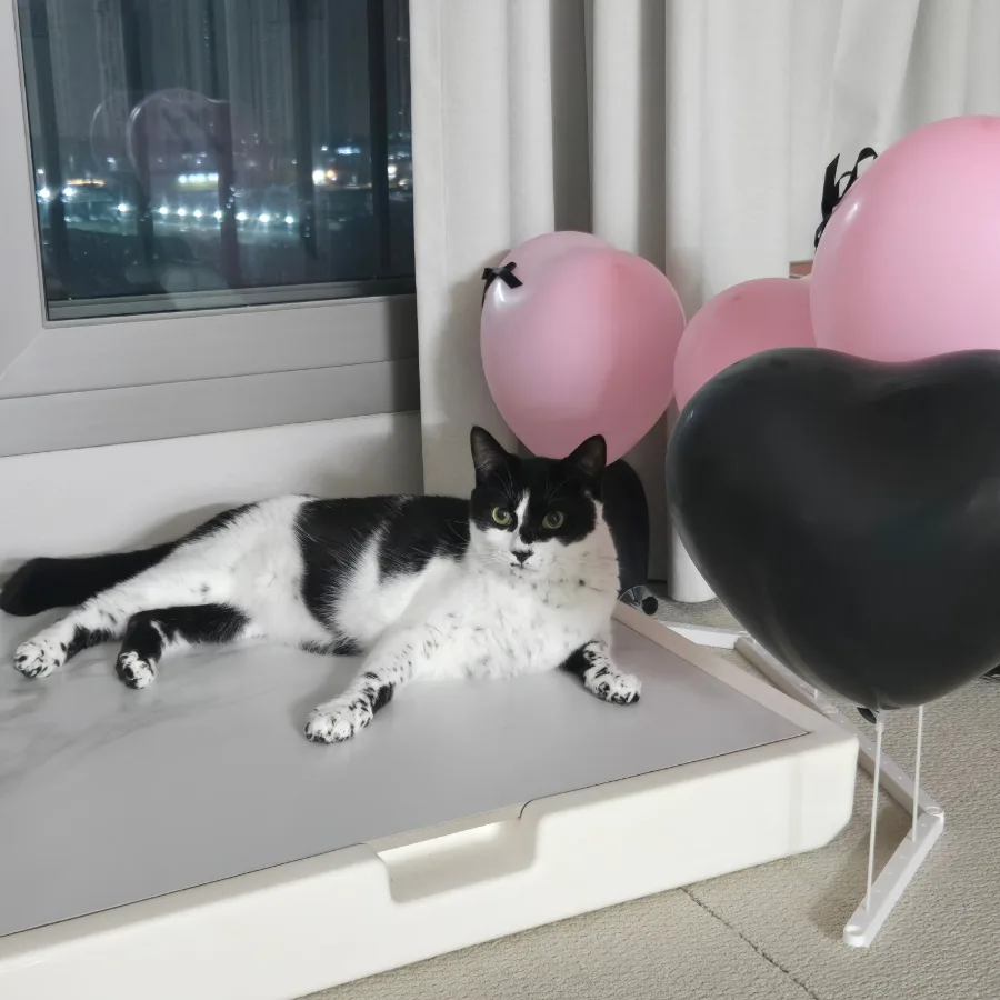 고양이 기침·눈곱 원인과 검사법 2026년 총정리 2